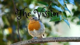 The Visitor - Funeral Poem about the appearance of  Robins