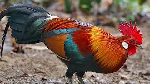 tiếng gà rừng gáy chuẩn 👍👍 red jungle fowl 100% suab qaib qus qua zoo heev