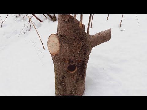 Selbst bauen: Nistkasten in einem Baumstamm