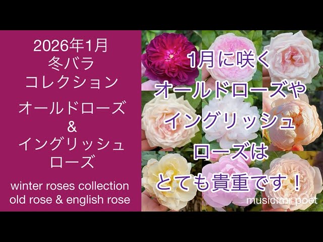 アンティークローズ　さゆり染め January 2026 Winter Rose Collection ~Old Rose & English Rose~] Old
