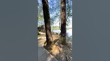 Thumbnail of Menyapa sahabat rosita susi dari Situ patengang ciwidey jawabarat