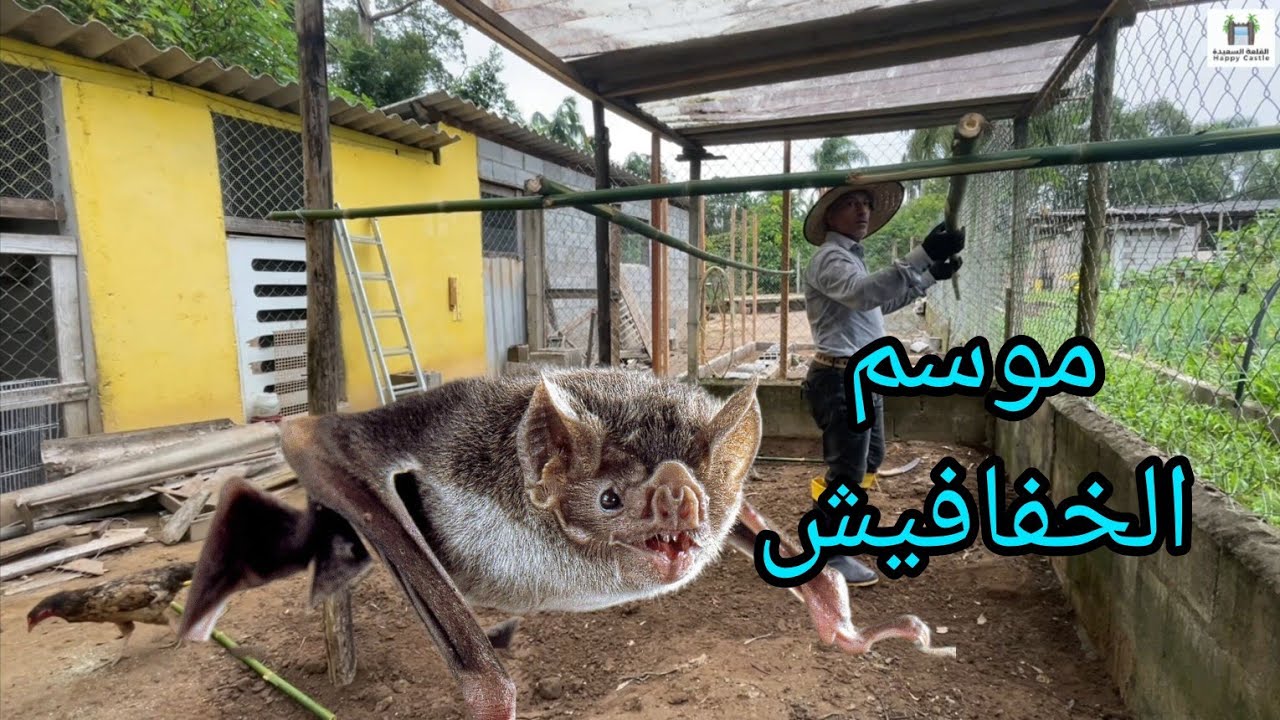 تربية الدجاج البلدي 🐓 الخفافيش من جديد 😔