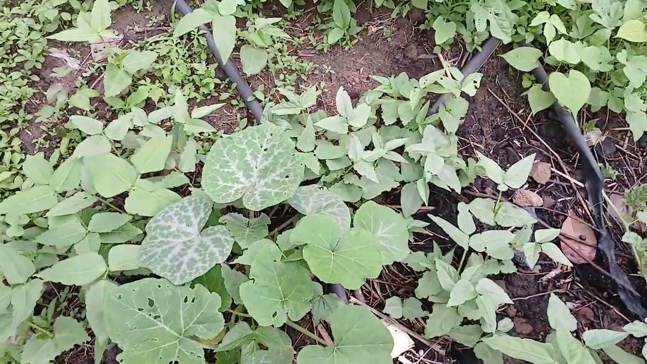Veja como está meu quital da casa do interior.