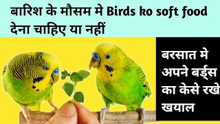 बारिश के मौसम मे Birds ko soft food देना चाहिए या नहीं | बरसात मे अपने बर्ड्स का केसे रखे खयाल screenshot 5