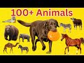 100+ Most Meet Amazing Animals for Kids | Learn Animal Names with Pictures | Educational Video