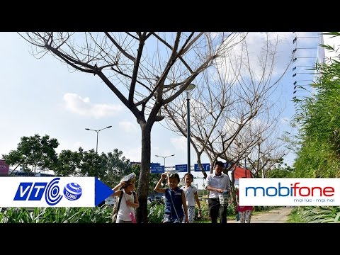 Hàng loạt cây xanh chết bất thường tại TP HCM | VTC