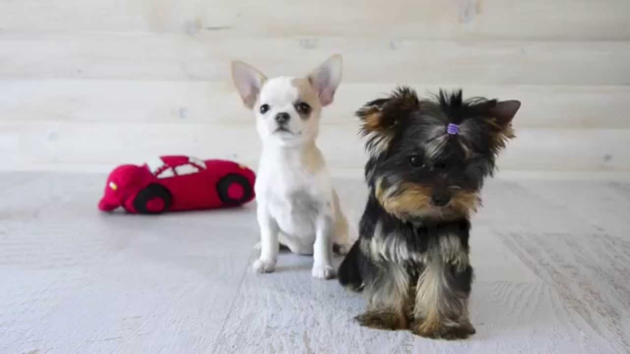 yorkshire terrier and chihuahua