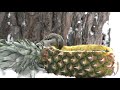 ПТИЧКИ ЗИМОЙ НА ШАРТАШЕ