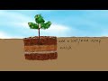 Planting a tree the Ellen White method | pictures only | with illustrations