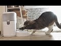 【悲報】猫がお留守番用の自動給餌器にやられてしまいました・・・