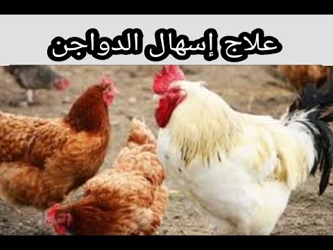 فيديو: كيفية علاج الإسهال عند الدجاج