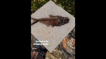 #fish #education #preparation #fossil #interesting #wow #fossilprep #paleontology #dream #fossils