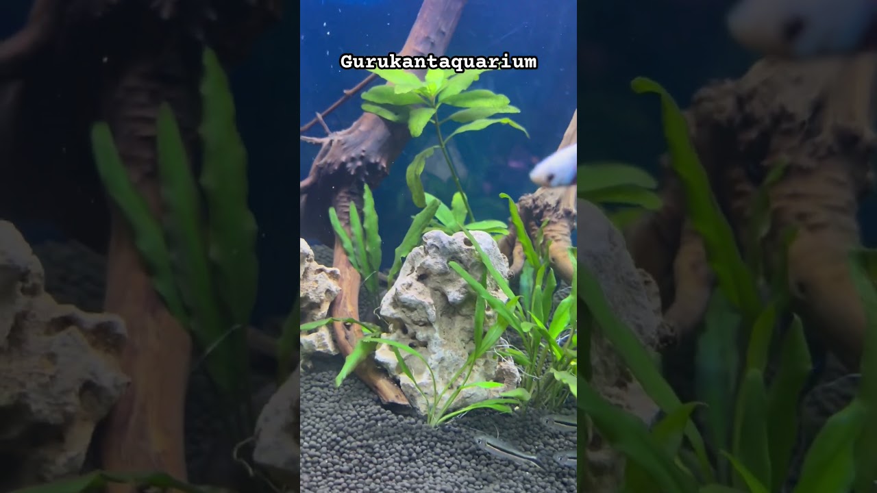 Nano live plants aquarium 