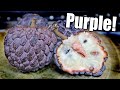 PURPLE SUGAR APPLE : Custard Fruit - Weird Fruit Explorer