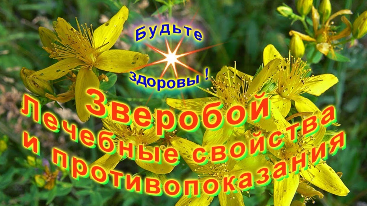 Зверобой Лечебные свойства и противопоказания