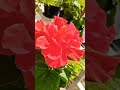 🌺Double Hibiscus... जास्वंद... 🌺#flowers #nature #ytshorts