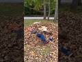 Leaf Pile Fun with Grandpa 🍁#shorts #ytshorts