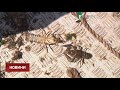 У Каховському водосховищі рятують раків