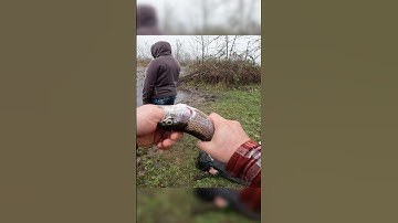 How to quickly dispatch a fish