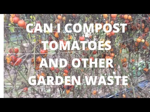 Video: Rajčata v kompostu – je v pořádku kompostovat rajčata