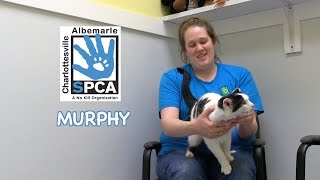 Murphy by CharlottesvilleSPCA 264 views 9 years ago 52 seconds
