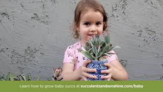 Grow baby succulents!