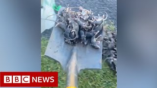 Mouse plague deals fresh blow to Australian farmers - BBC News