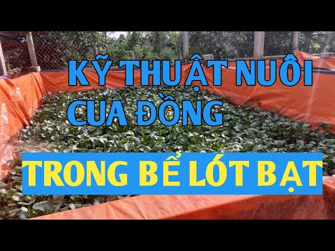 Video kỹ thuật nuôi cua đồng trong bể bạt 0911.047.988 - youtube