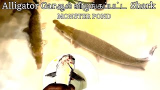 Monster Alligator Garஆல் விழுங்கப்பட்ட பெரிய Shark @SimbaaVlogs