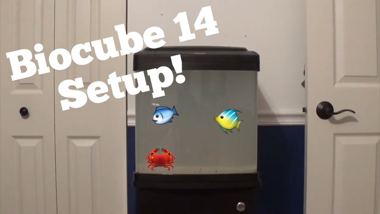 Biocube 14: Setup (Week 1) - YouTube