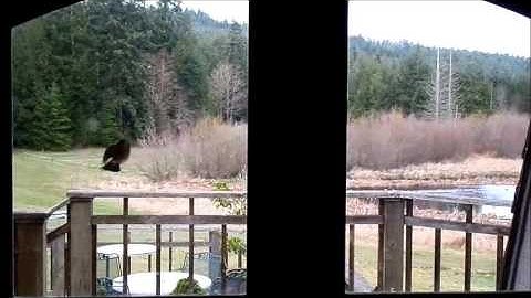 Crazy Robin trying to fly into house window - Repeatedly - drove cats crazy