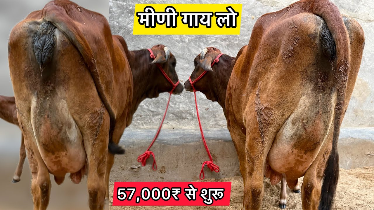 😱 मीणी गाय सिंग हिलने वाली क़ीमत 57,000₹ से शुरू । 4 गाय बिकाऊ ! 4 Cow For Sale Dang Dairy Farm 
