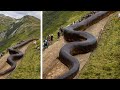 Estas Serpientes son las Más Grandes Jamás Descubiertas