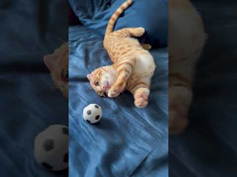 主と遊んでくれるコモ🐈 #キンカロー #cat #猫 #cute #子猫 #kitten #猫のいる暮らし #cutecat #catlover #animal #サッカー #soccer