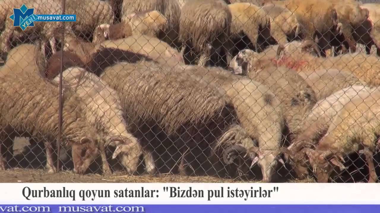 neftekhimik nizhnekamsk Qurbanlıq qoyun satanlar: 