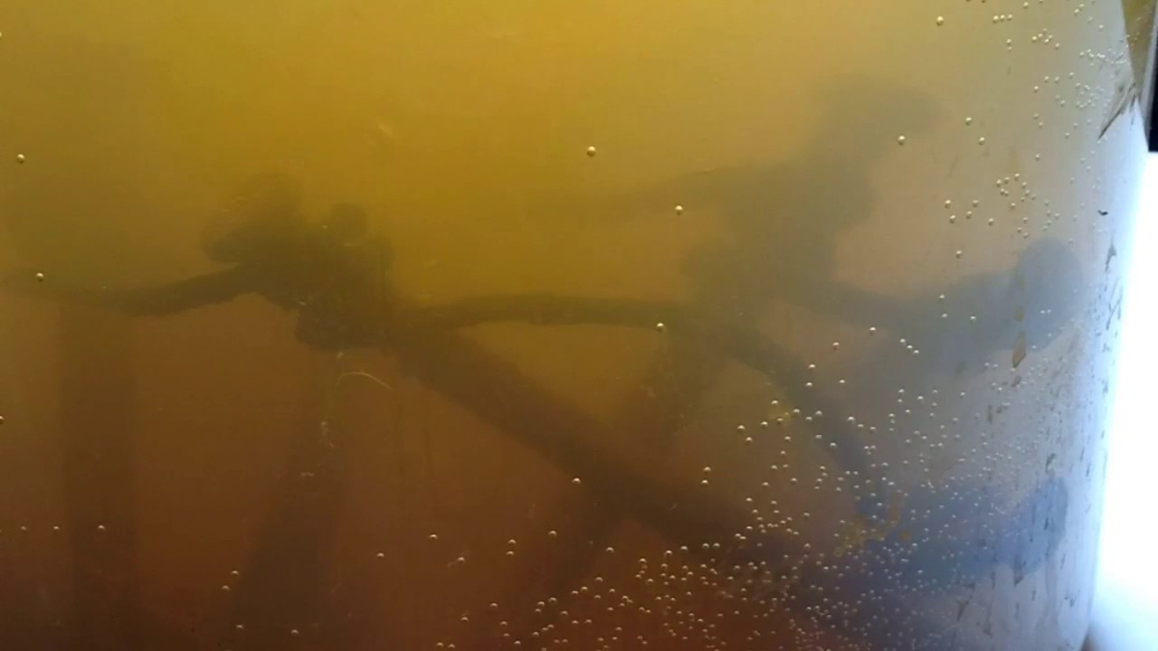 Ch3 GANS Timelapse. 1h