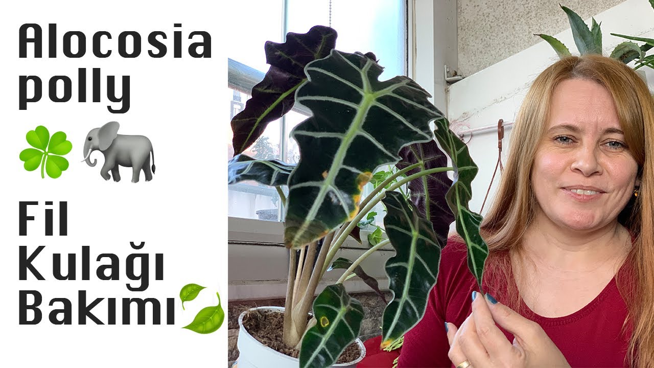Fil Kulağı (Alocosia Polly) Bakımı, Sulaması, Çoğaltılması 🐘 🍃