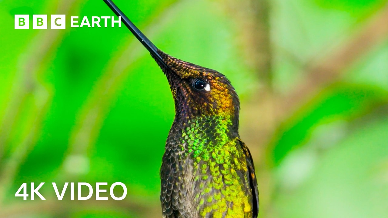 Two Hours of Nature’s Majestic Creatures Narrated by Sir David Attenborough | 4K UHD
