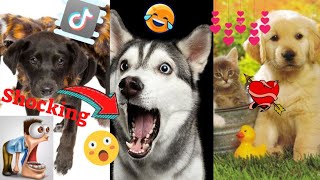 2020 August Cute Animals Tiktok Compilation #1