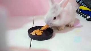 Bunny eating oranges l Binky Binky