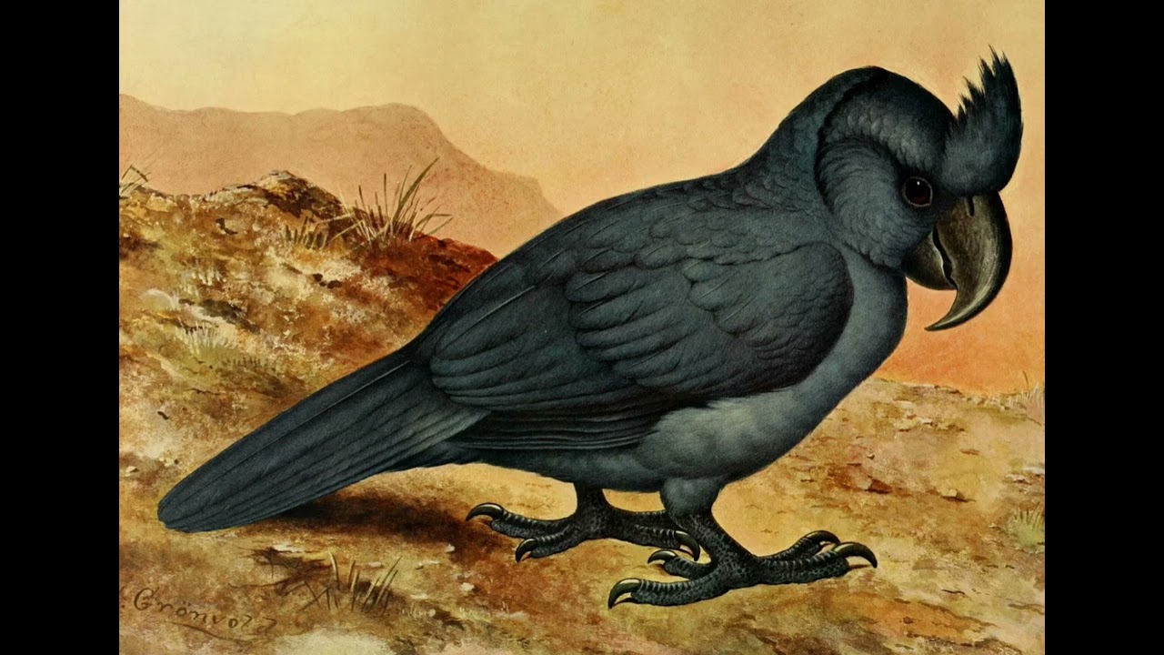 Broad-Billled Parrot Sounds