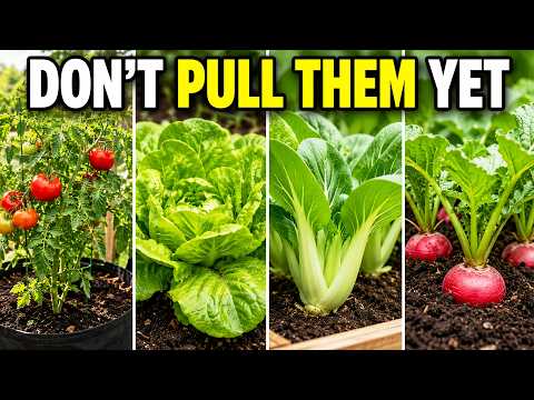 Don’t Pull Them Yet: Sow 15 Crops Under Tired Summer Vegetables