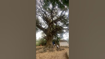 Cây dầu trên 700 năm tuổi