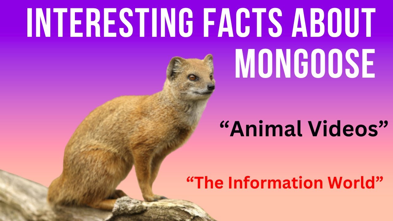 Interesting Facts about Mongoose | Facts about Mongoose | Interesting Facts of Mongoose | Mongoose