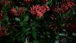 IMG 5703
