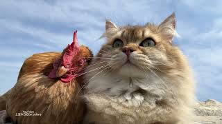 incredible‼The hen asks the kitten to take her on an outdoor adventure trip!So funny and cute!
