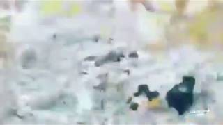 Kızılcahamam Da Sürüye Gelen Ayıyı Köpekler Kovaladı