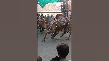 Angry Camel 🐪😡 #shorts #shortsfeed #viralshorts #trending