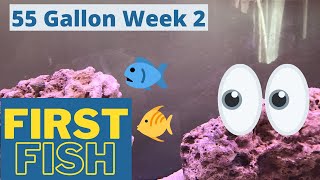 55 Gallon Saltwater Fish Tank || Adding Fish in Week 2!