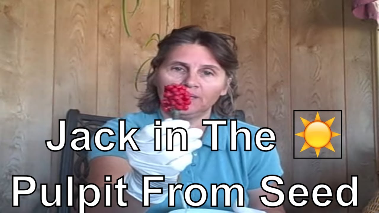 See Results from Planting Jack In The Pulpit From Seed YouTube